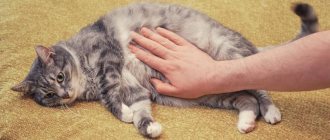 Indications for laxatives for cats