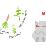 Полезные растения для кошек