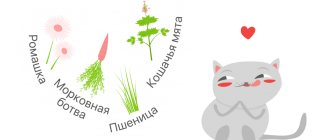 Полезные растения для кошек