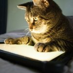 Популярные игры для кошек на iOs и Android