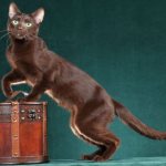 Havana Brown cat breed
