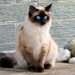 Cat breed similar to Siamese: list and description
