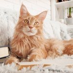 Cat Breeds Best at Catching Mice: Maine Coon