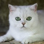 Cat breeds with green eyes - photos and descriptions