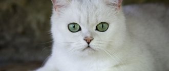 Cat breeds with green eyes - photos and descriptions