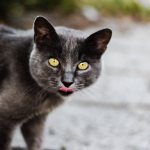 Cat breeds with yellow eyes