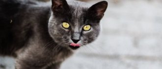 Cat breeds with yellow eyes