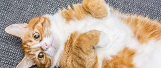Breeds of red cats - photos, characteristics and descriptions