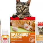 Prazicide for cats and cats