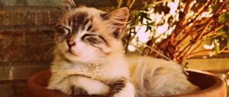 There are many causes of sudden death in cats
