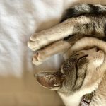 причины артрита у кошек