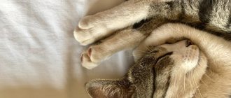 причины артрита у кошек