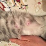 Causes of lumps on a cat’s belly, diagnosis and treatment