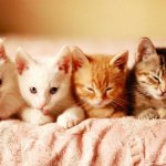 funny nicknames for cats