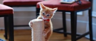 Accustoming a cat to a scratching post is safe and painless