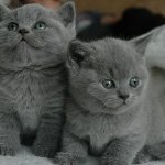 Vaccinations for British kittens and vaccination schedule