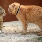 Signs of aggression in cats