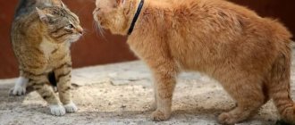 Signs of aggression in cats