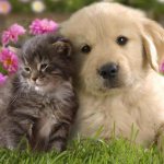 About friendship between cats and dogs