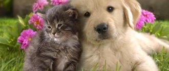 About friendship between cats and dogs