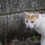 Проблемы с приручением кошек: с чем придется столкнуться