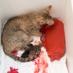 Процесс деторождения у кошек
