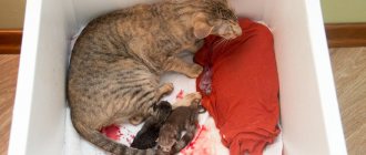 The process of childbirth in cats