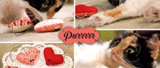 A simple DIY cat toy - master class