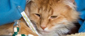 Colds in cats: symptoms and treatment, causes of the disease, how to determine whether it is transmitted to humans