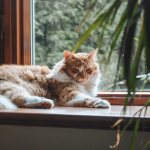 Contraindications for using the furminator for cats