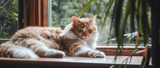 Противопоказания по использованию фурминатора для кошек