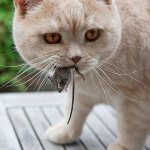 Пушистый кормилец: почему кошки несут домой убитых животных