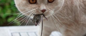 Пушистый кормилец: почему кошки несут домой убитых животных