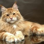 Maine Coon cat sizes