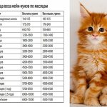 Maine Coon sizes by month - table
