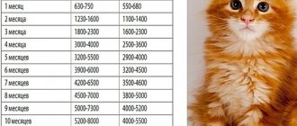 Maine Coon sizes by month - table