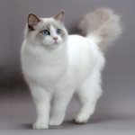 Ragdoll cat breed description