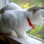 Rating of flea and tick collars