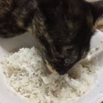 Rice for cats - can you give it or not?