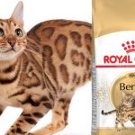 Royal Canin for cats - features of wet and dry food intended for different animals