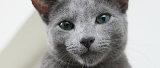 Русская голубая кошка фото.jpg