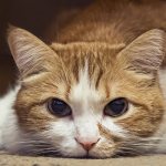 Causes of yellow cat vomiting