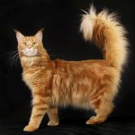 red Maine Coon