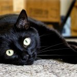 The most beautiful breeds of black cats: description and photo