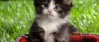 Самые милые котята: какой кот самый милый в мире