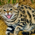 The most dangerous cats in the world: characteristics