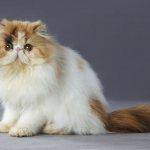 the fluffiest cat breeds