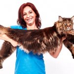 The largest Maine Coon in the world - an overview of the largest representatives of the breed