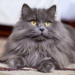 Gray cat: features, genetics of smoky color, review of breeds with blue coat color