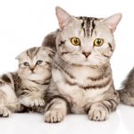 Scottish cat and kittens
